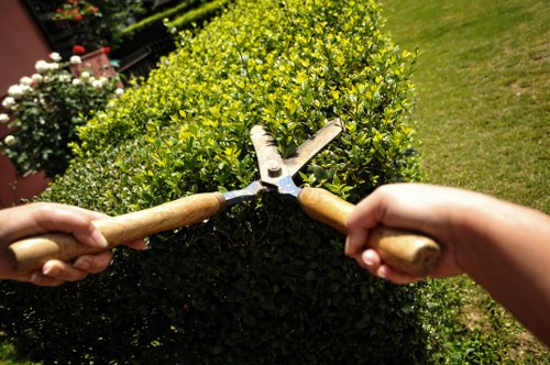 Safe tree removal process near homes in Herne Hill