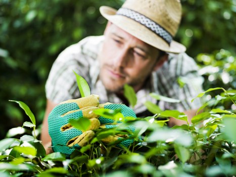 Lawn care and planting support from Herne Hill gardeners