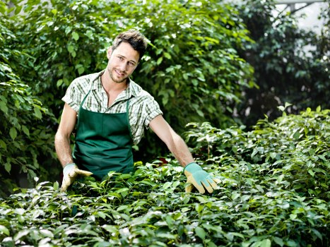 Pruning and hedge trimming in a Herne Hill garden