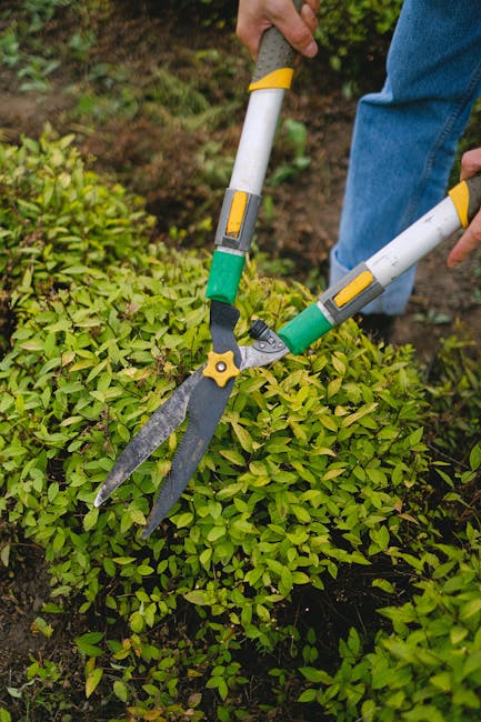 A close-up view of a person working in a garden, using pruning shears to trim dense, bright green hedge foliage. The individual is dressed in blue jeans and a dark top, with hands visible holding the 
