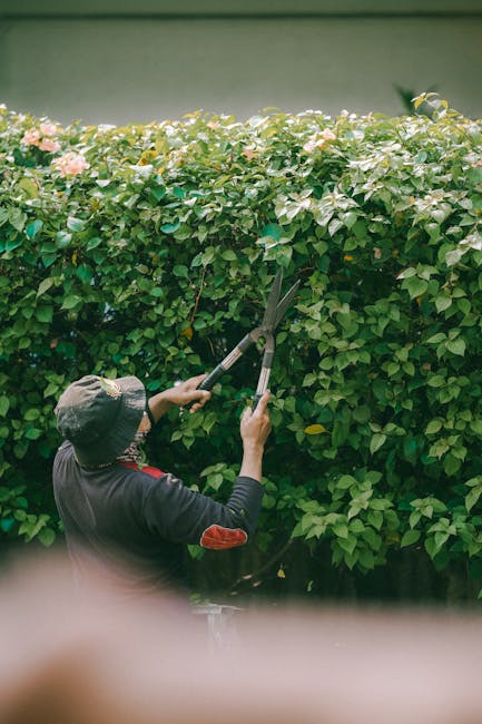 A close-up view of a person working in a garden, using pruning shears to trim dense, bright green hedge foliage. The individual is dressed in blue jeans and a dark top, with hands visible holding the 